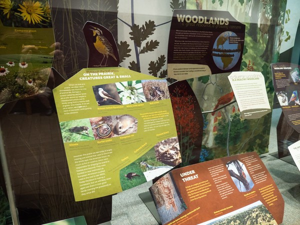 a green panel with an illustration of meadowlark sitting on top among several other panels