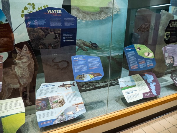 most of the blue-hued water section, behind the panels is an illustrated stream with a turtle sunning on a downed branch